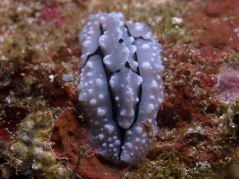Wart slug, Dugon Wall